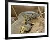 Water Monitor, Kruger National Park, South Africa, Africa-James Hager-Framed Photographic Print