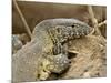 Water Monitor, Kruger National Park, South Africa, Africa-James Hager-Mounted Photographic Print