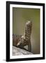 Water Monitor (Varanus Niloticus), Kruger National Park, South Africa, Africa-James Hager-Framed Photographic Print