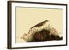 Water Pipit-John James Audubon-Framed Giclee Print