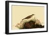 Water Pipit-John James Audubon-Framed Giclee Print