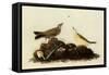 Water Pipits-John James Audubon-Framed Stretched Canvas