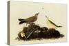 Water Pipits-John James Audubon-Stretched Canvas