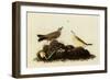 Water Pipits-John James Audubon-Framed Giclee Print