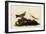 Water Pipits-John James Audubon-Framed Giclee Print