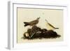 Water Pipits-John James Audubon-Framed Giclee Print