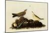 Water Pipits-John James Audubon-Mounted Giclee Print