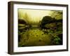 Water Plants Growing under Bridge-Jan Lakey-Framed Photographic Print