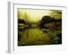 Water Plants Growing under Bridge-Jan Lakey-Framed Photographic Print