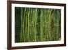 Water Plants I-Osaria Copperstone-Framed Giclee Print