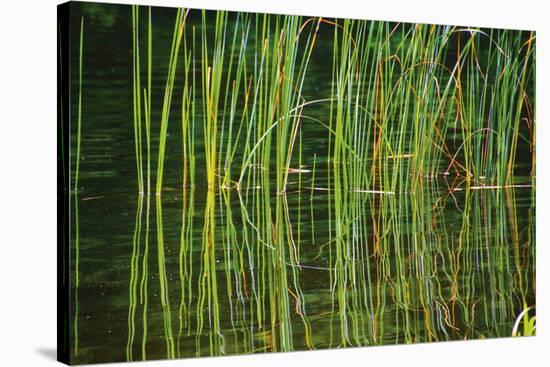 Water Plants I-Osaria Copperstone-Stretched Canvas