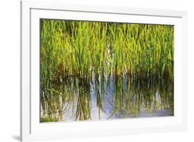 Water Plants II-Osaria Copperstone-Framed Giclee Print