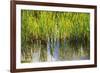 Water Plants II-Osaria Copperstone-Framed Giclee Print