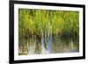 Water Plants II-Osaria Copperstone-Framed Giclee Print