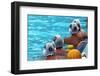 Water Polo Players Resting in a Swimming Pool-tanyast77-Framed Photographic Print