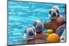 Water Polo Players Resting in a Swimming Pool-tanyast77-Mounted Photographic Print