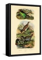 Water Rail, 1833-39-null-Framed Stretched Canvas