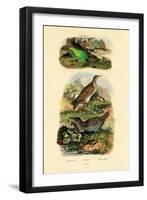 Water Rail, 1833-39-null-Framed Giclee Print