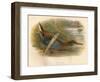 Water Rail (Rallus aquaticus), 1900, (1900)-Charles Whymper-Framed Giclee Print