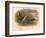 Water Rail (Rallus aquaticus), 1900, (1900)-Charles Whymper-Framed Giclee Print