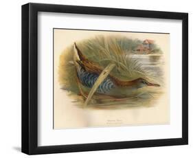 Water Rail (Rallus aquaticus), 1900, (1900)-Charles Whymper-Framed Giclee Print