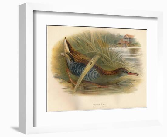 Water Rail (Rallus aquaticus), 1900, (1900)-Charles Whymper-Framed Giclee Print