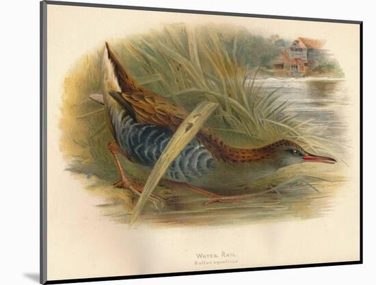 Water Rail (Rallus aquaticus), 1900, (1900)-Charles Whymper-Mounted Giclee Print