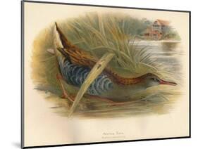 Water Rail (Rallus aquaticus), 1900, (1900)-Charles Whymper-Mounted Giclee Print