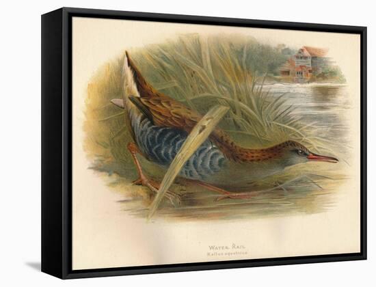 Water Rail (Rallus aquaticus), 1900, (1900)-Charles Whymper-Framed Stretched Canvas