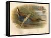 Water Rail (Rallus aquaticus), 1900, (1900)-Charles Whymper-Framed Stretched Canvas