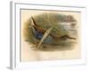 Water Rail (Rallus aquaticus), 1900, (1900)-Charles Whymper-Framed Giclee Print