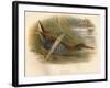 Water Rail (Rallus aquaticus), 1900, (1900)-Charles Whymper-Framed Giclee Print