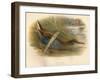 Water Rail (Rallus aquaticus), 1900, (1900)-Charles Whymper-Framed Giclee Print