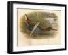 Water Rail (Rallus aquaticus), 1900, (1900)-Charles Whymper-Framed Giclee Print