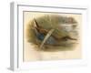 Water Rail (Rallus aquaticus), 1900, (1900)-Charles Whymper-Framed Giclee Print