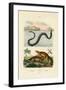 Water Rat, 1833-39-null-Framed Giclee Print