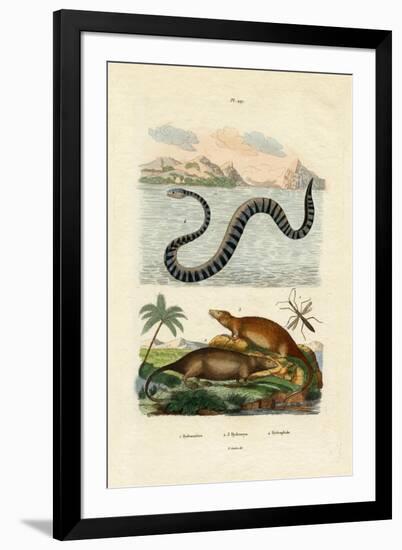 Water Rat, 1833-39-null-Framed Giclee Print