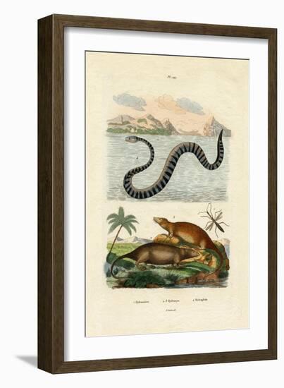 Water Rat, 1833-39-null-Framed Giclee Print