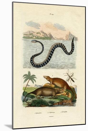 Water Rat, 1833-39-null-Mounted Giclee Print