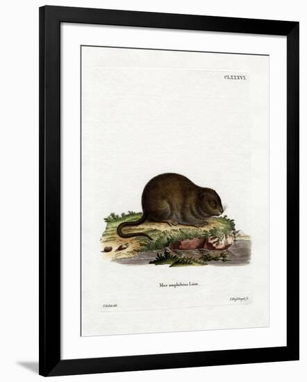 Water Rat-null-Framed Giclee Print