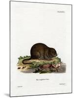 Water Rat-null-Mounted Giclee Print