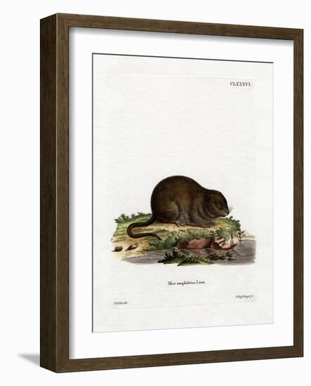 Water Rat-null-Framed Giclee Print