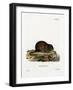 Water Rat-null-Framed Giclee Print