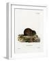 Water Rat-null-Framed Giclee Print