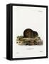 Water Rat-null-Framed Stretched Canvas