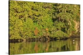 Water reflections, Browning Passage, North Vancouver Island, British Columbia, Canada-Stuart Westmorland-Stretched Canvas