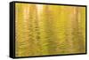 Water reflections, Browning Passage, Northern Vancouver Island, British Columbia, Canada-Stuart Westmorland-Framed Stretched Canvas