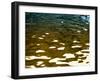 Water Reflections-Savanah Plank-Framed Photo