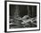 Water, Rock, Tree Reflection, High Sierra, c. 1970-Brett Weston-Framed Photographic Print