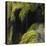 Water Running down Vegetation Covered Rocks-Micha Pawlitzki-Stretched Canvas